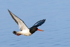 Eurasian Oystercatcher [Haematopus ostralegus ostralegus] 