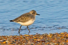 Grey Plover [Pluvialis squatarola squatarola] 