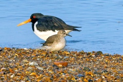 Red Knot [Calidris canutus islandica] 