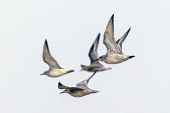 Red Knot [Calidris canutus islandica]  