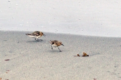 Sanderling [Calidris alba alba] 