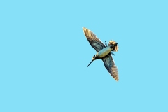 Common Snipe [Gallinago gallinago faeroeensis]