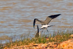 Collared Pratincole [Glareola pratincola pratincola] 