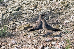 Collared Pratincole [Glareola pratincola pratincola] 