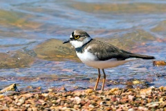 Little Ringed Plover [Charadrius dubius curonicus] 