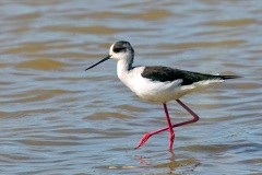 Black-winged Stilt [Himantopus himantopus] 