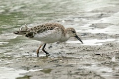 Ruff [Calidris pugnax] 