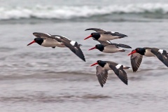 American Oystercatcher [Haematopus palliatus palliatus] 