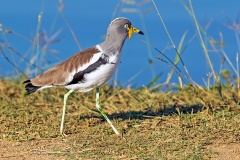 White-crowned Lapwing [Vanellus albiceps]