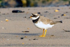 Common Ringed Plover [Charadrius hiaticula hiaticula] 