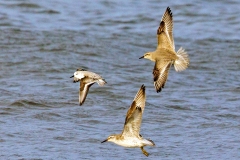 Sanderling [Calidris alba alba] 