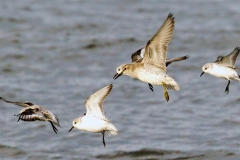 Sanderling [Calidris alba alba] 