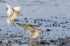 Red Knot [Calidris canutus islandica] 
