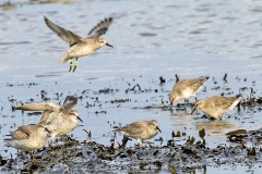 Red Knot [Calidris canutus islandica] 