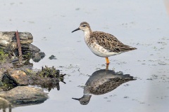 Ruff [Calidris pugnax] 