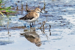 Little Stint [Calidris minuta] 