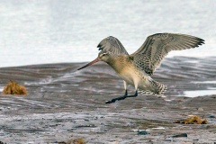 Bar-tailed Godwit [Limosa lapponica lapponica] 