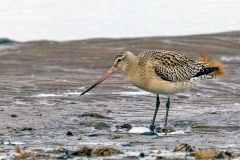 Bar-tailed Godwit [Limosa lapponica lapponica] 