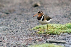 Greater Painted-snipe [Rostratula benghalensis] 