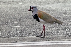 Southern Lapwing [Vanellus chilensis chilensis] 