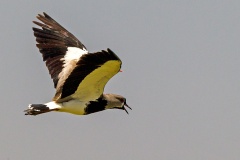 Southern Lapwing [Vanellus chilensis chilensis] 