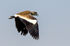 Southern Lapwing [Vanellus chilensis chilensis] 