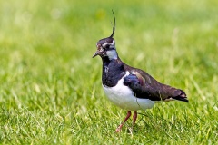 Northern Lapwing [Vanellus vanellus]