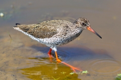 Common Redshank [Tringa totanus totanus]
