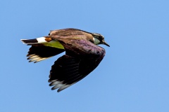 Northern Lapwing [Vanellus vanellus]