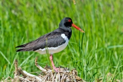 Eurasian Oystercatcher [Haematopus ostralegus ostralegus]