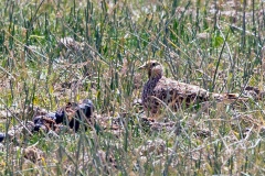 Grey-breasted Seedsnipe [Thinocorus orbignyianus orbignyianus] 