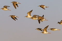 Lesser Yellowlegs [Tringa flavipes] 