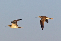 Greater Yellowlegs [Tringa melanoleuca] 