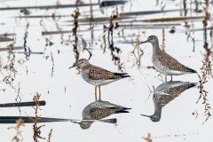 Lesser Yellowlegs [Tringa flavipes] 