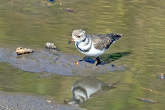 Three-banded Plover [Charadrius tricollaris tricollaris] 