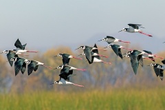 White-backed Stilt [Himantopus melanurus] 