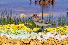 Baird's Sandpiper [Calidris bairdii] 