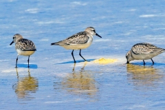 Semipalmated Sandpiper [Calidris pusilla] 