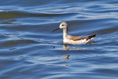 Wilson's Phalarope [Phalaropus tricolor] 