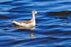 Wilson's Phalarope [Phalaropus tricolor] 
