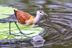African Jacana [Actophilornis africanus]