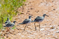 Ruff [Calidris pugnax] 