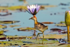 Lesser Jacana [Microparra capensis] 