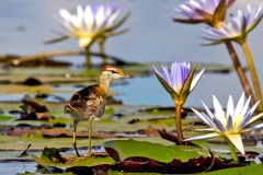 Lesser Jacana [Microparra capensis] 