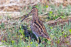 African Snipe [Gallinago nigripennis nigripennis] 