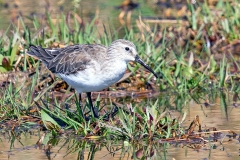 Curlew Sandpiper [Calidris ferruginea] 