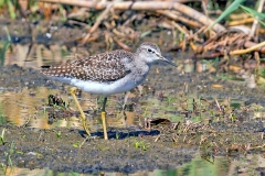 Wood Sandpiper [Tringa glareola] 