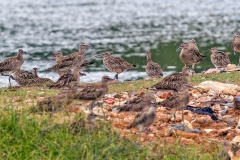 Eurasian Whimbrel [Numenius phaeopus variegatus] 
