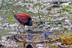 Northern Jacana [Jacana spinosa] 
