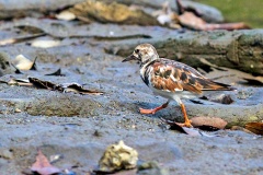 Ruddy Turnstone [Arenaria interpres morinella] 